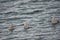 Group of white birds hiding their heads in the water in Reserva Laguna Nimez, El Calafate