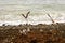 A group of white, black and brown seagulls in flight and standing on the beach at Bluff Cove beach