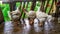 Group of white boiler chicken in farm