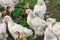 Group white brama Colombian chickens against the background of green leaves, close-up