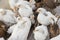 Group white and brown brama Colombian chickens, close-up