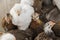 Group white and brown brama Colombian chickens, close-up