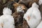Group white and brown brama Colombian chickens, close-up
