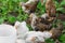 Group white and brown brama Colombian chickens, close-up, poultry farming