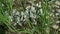 Group of white butterflies fly around a dried puddle, some one of them sitting on a ground