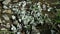 Group of white butterflies fly around a dried puddle, some one of them sitting on a ground