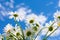 Group of white chamomile flowers backsides on backdrop with clear sky and clouds