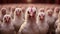 A group of white chickens standing next to each other. Generative AI image.