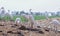 Group of white crane or Leucogeranus leucogeranus waiting in a field