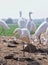 A group of white crane searching for good catch