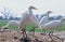 A group of white crane searching for good catch