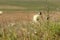 Group of white Cynara thistle, heads with flowers is on a beautiful blurred green background in fields in summer