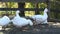 Group of white domestic geese