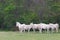 Group of white donkeys standing in grassland