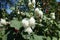 Group of white double-flowered common hollyhocks