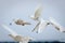 Group of white doves in flight