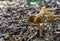 Group of white dunce cap mushrooms with bell-shaped caps growing in the forest natural autumn season background