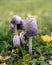 Group of white dung mushrooms Coprinus comatus