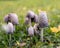 Group of white dung mushrooms Coprinus comatus