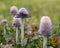 Group of white dung mushrooms Coprinus comatus