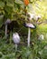 Group of white dung mushrooms Coprinus comatus