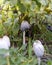 Group of white dung mushrooms Coprinus comatus