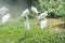 A group of white egrets standing in wetland