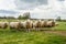 A group of white English sheep in a field