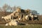 A group of white English sheep in a field eating