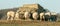 A group of white English sheep in a field eating