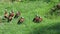 Group of white faced whistling ducks in grass, Dendrocygna viduata