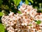 Group of white flowers with purple and yellow spots of a Catalpa tree catawba