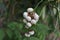 Group of white fruits of Sauropus Androgynus on branchà¹ƒ