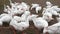 Group of white geese ducks on a farm eating plants