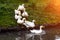 A group of white geese and ducks with yellow beaks and paws are marching in formation into the pond, following the leader on a