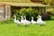 Group of white geese,farm birds walking on the lawn, nibbling grass, goose fodder