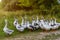 A group of white geese grazing on the meadow in the village.