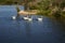 Group of white geese on the lake between mountains on a sunny day. Birds swimming in the lake calmly. Mountain landscape