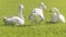 Group of White Geese Resting on the Grass