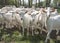 Group of white goats outside on sunny spring day near utrecht in holland