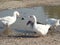 Group of white goose on a farm