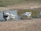 Group of white goose on a farm