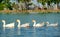 Group of white goose swim in the lake with day light and they look relax