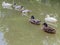Group of white, green, and brown ducks heading north west follow the others in a dark green pond