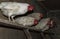 A group of white hens are sitting on a wooden perch in a barn