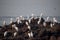 Group of white heron birds egret breeding and standing near sea shore rocks at Madh beach