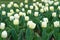 Group of white holiday tulip flowerbed. Blossoming tulip fields. spring landscape park. country of tulip. beauty of