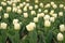 group of white holiday tulip flowerbed. Blossoming tulip fields. spring landscape park. country of tulip. beauty of