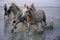 Group of white horses galloping on water at the coast of Camargue in France at dusk