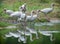 Group of White Ibis